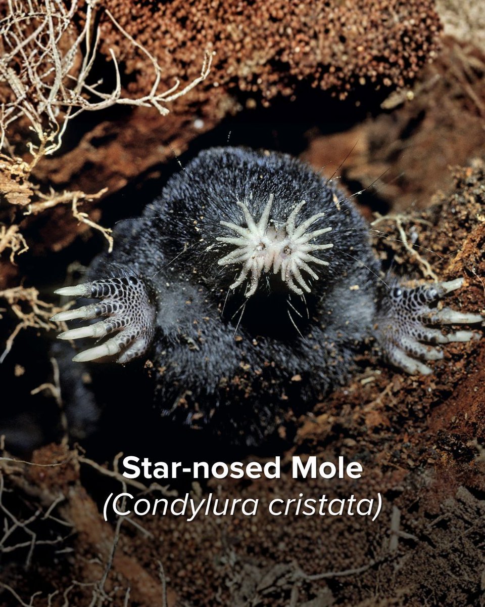 Lynx Nature Books tweet media