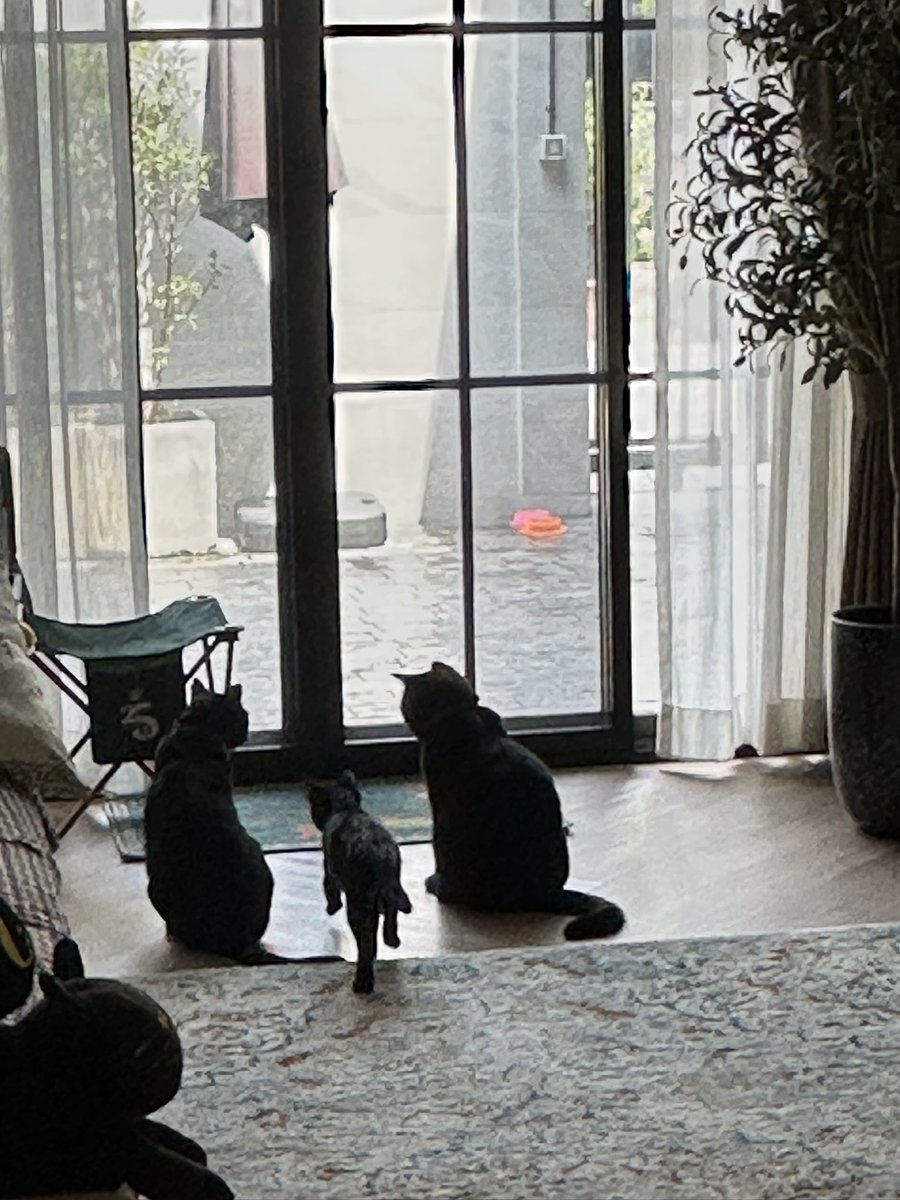 ครบรอบ 1 เดือน ที่อุปการะแมวดำจร อีกหนึ่งตัวเข้ามาอยู่บ้าน มันเริ่มจากบังเอิญเจอทวิต <a href="/tinetotireddd/">เด็กดีน้องเคธี่💙</a>  แล้วแฟนลองทักไปว่าน้องแมวอยู่แถวไหน ตอนแรกคิดอยู่ว่าถ้าไกลคงจะไม่ได้รับมา พอเปิดmap ดู คือขับรถไปไม่เกิน 15 นาที 

คือที่บ้านเรามีแมวดำอยู่แล้วสองตัว