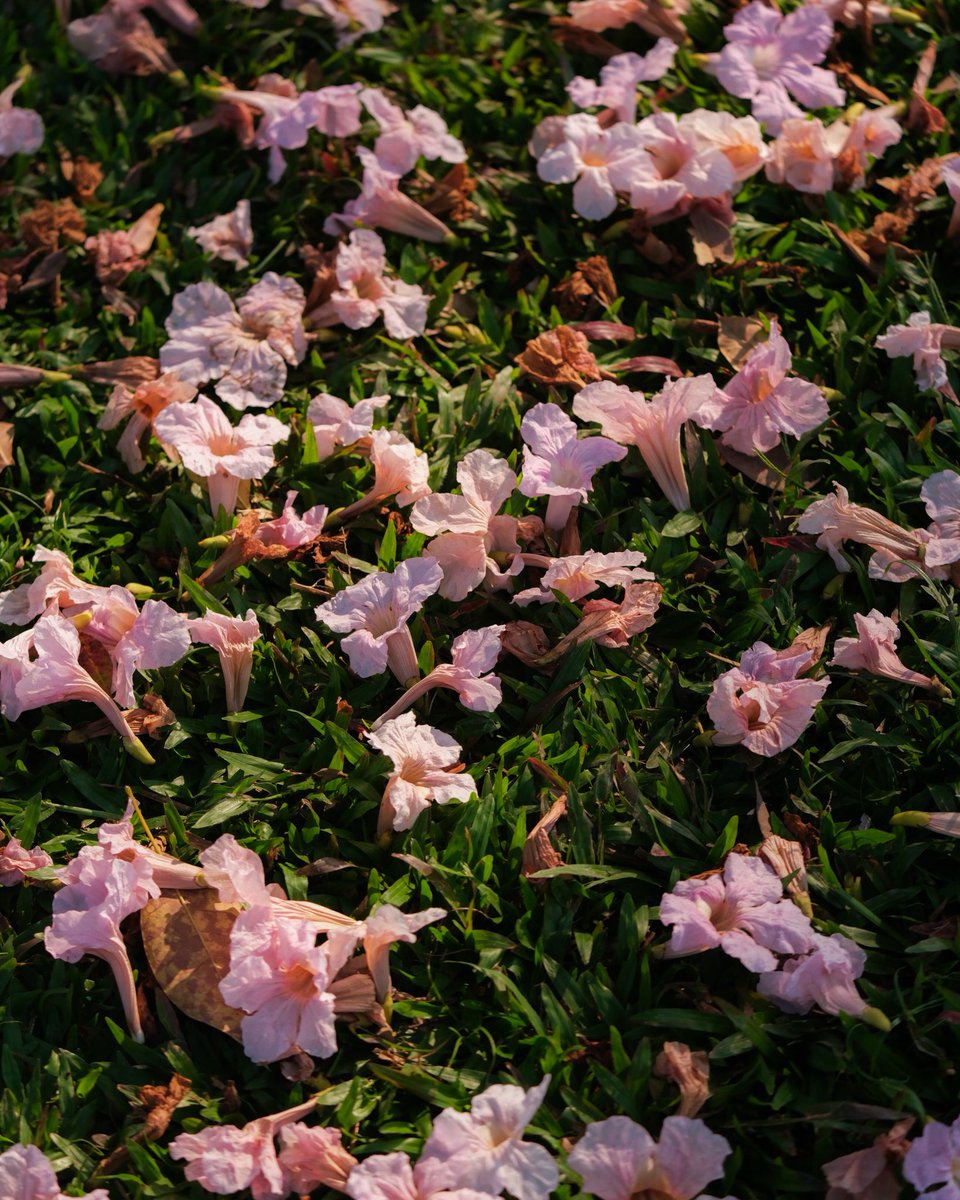 เมื่อเช้าไปถ่ายมา
🩷🌸 น้องเริ่มร่วงนิดหน่อยแล้วน้า 🌸🩷
สวนจตุจักร