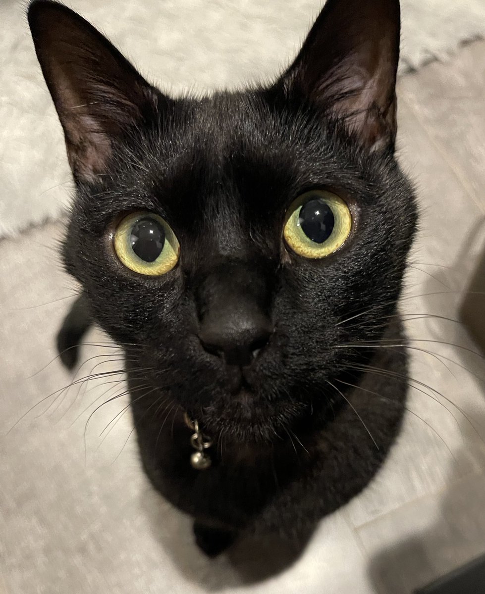 ご飯ちょうだいの顔🥸🍚
#黒猫 #くろねこ #猫のいる暮らし