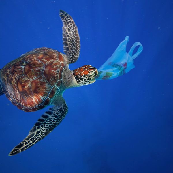 xmrjml's tweet photo. @umparum3 @iamjoelee Just a picture of sea turtle eating South Korean’s people…. https://t.co/qsgST1lDB7