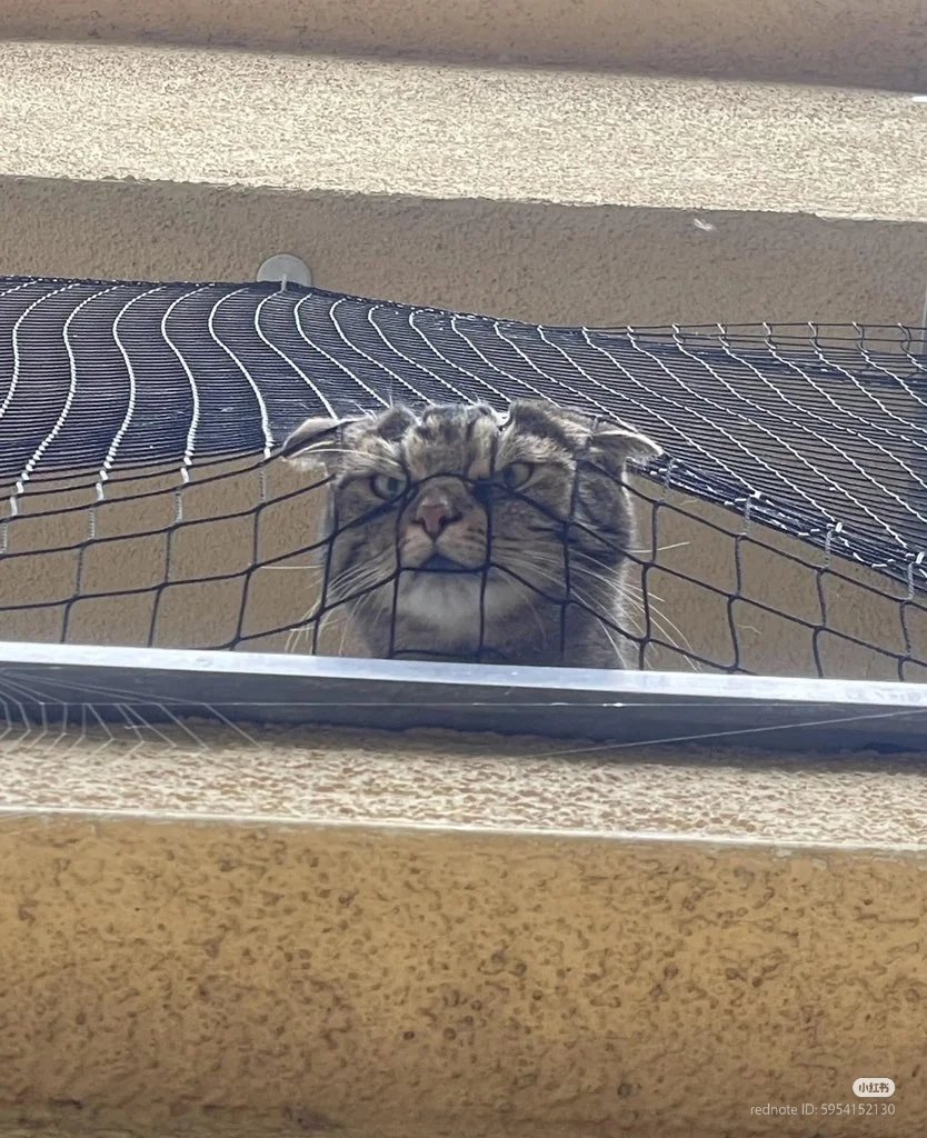 nocontextscats's tweet photo. Who said pspsps?? 😾 https://t.co/TuTT7n0VBX