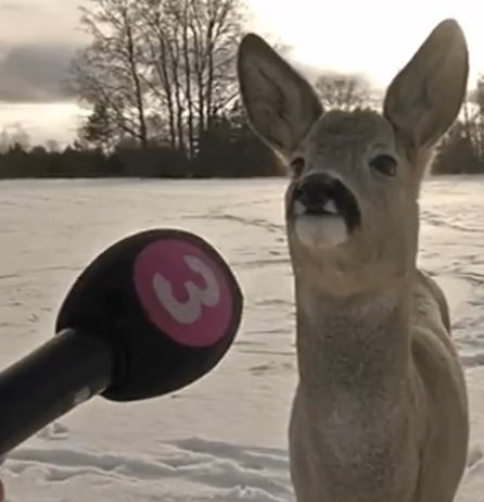 TonyBlargo tweet media