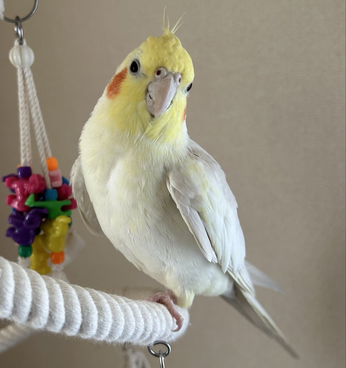 今日のぷりん

今日日差しが春みたいでした🌷🌸
あったかくなると嬉しいな😊✨

 #オカメインコ