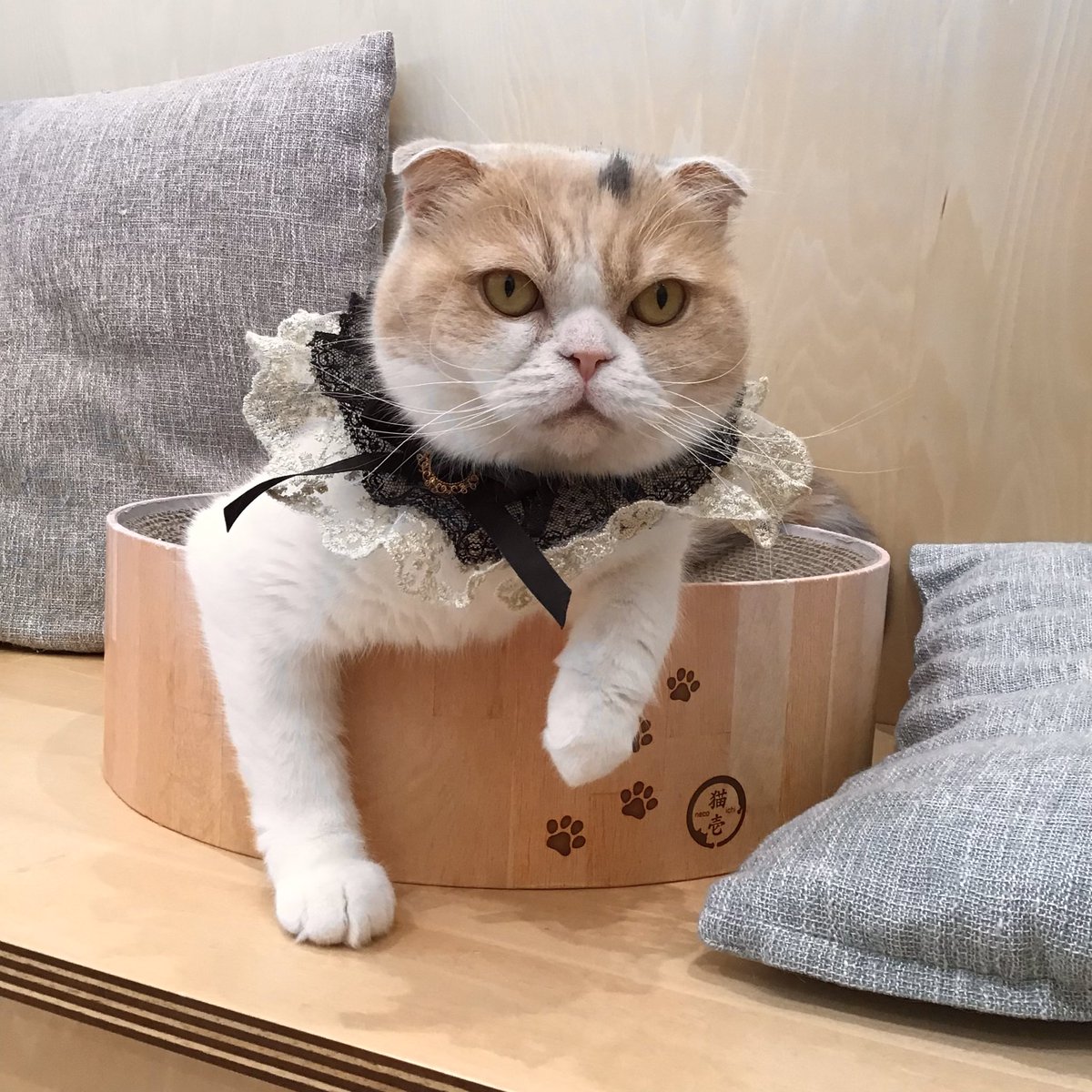 昨日2/11は… #スコティッシュフォールド あんずちゃんのお誕生日でした