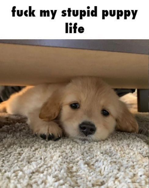 caninepoetry tweet media