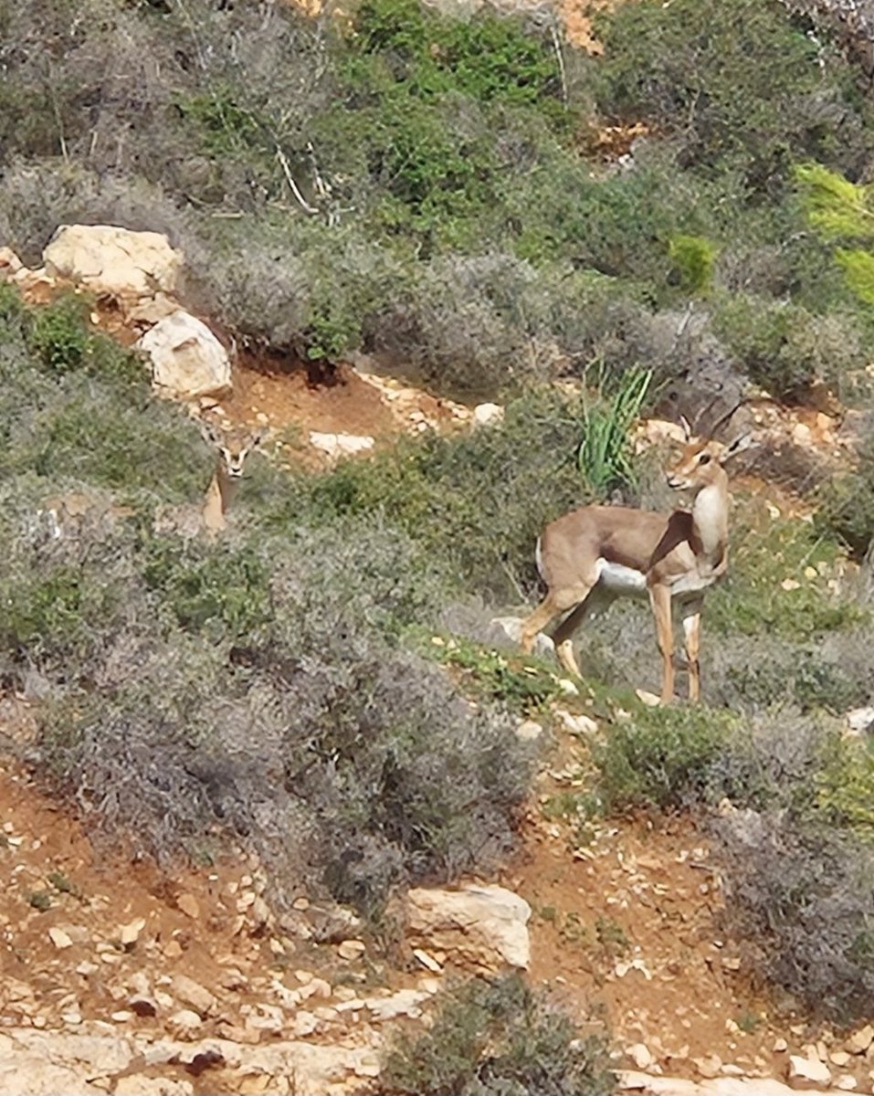 Guy Cotev גיא קוטב tweet media
