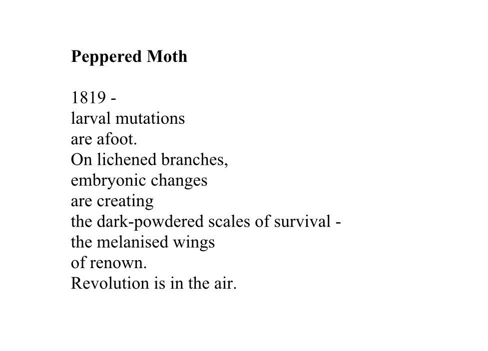 RobinRB17's tweet image. 🐢🐦🐢🐦🐢🐦🐢🐦🐢🐦🐢🐦
Happy #DarwinDay - here’s a poem to celebrate! 🧬
#poetry #Darwin #pepperedmoth #naturalselection #WritingCommunity