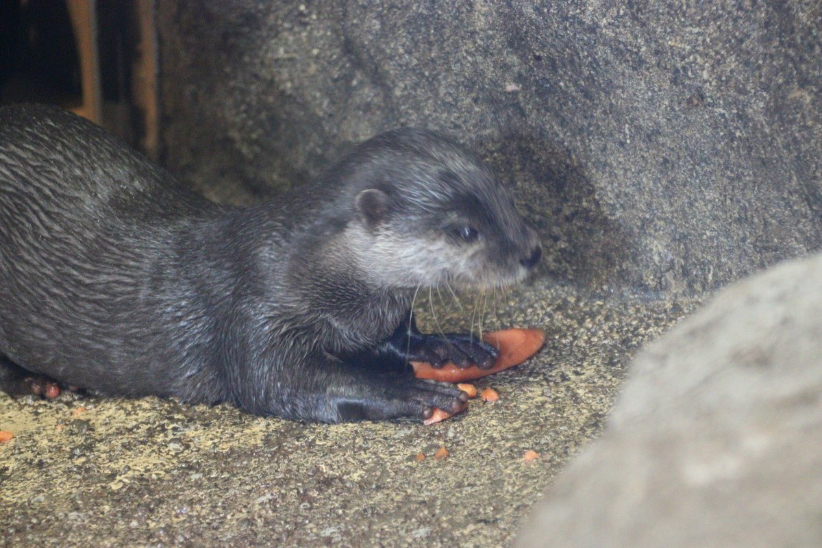 coshana3's tweet image. 今日は日差しは暖かですが、午後風が冷たく。午前は室内展示で木箱の中にいたね。お昼に産室が開放されたよ。
外には出る事なく　室内に人参とペレットとワカサギでした。食後はまた木箱の麻袋に入ってた。

#ドン
#コツメカワウソ
#東山動植物園　2026 .02