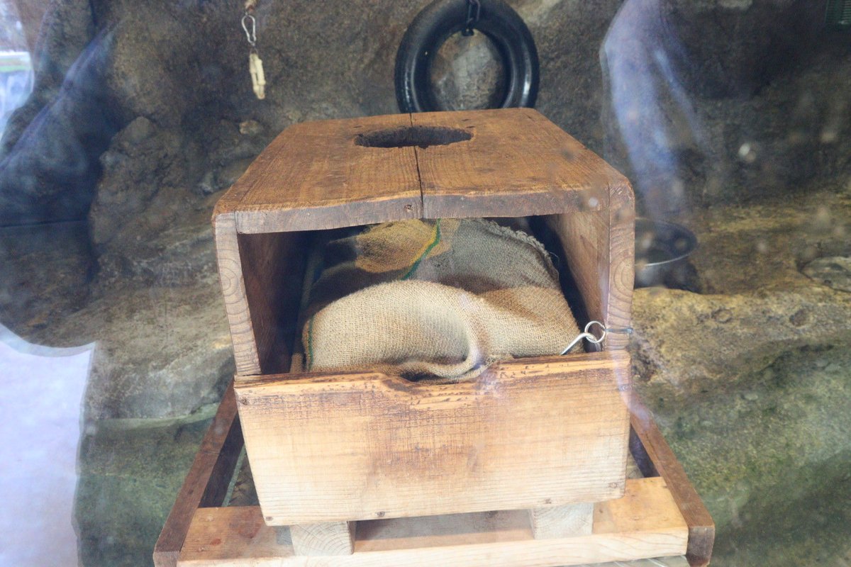 coshana3's tweet image. 今日は日差しは暖かですが、午後風が冷たく。午前は室内展示で木箱の中にいたね。お昼に産室が開放されたよ。
外には出る事なく　室内に人参とペレットとワカサギでした。食後はまた木箱の麻袋に入ってた。

#ドン
#コツメカワウソ
#東山動植物園　2026 .02