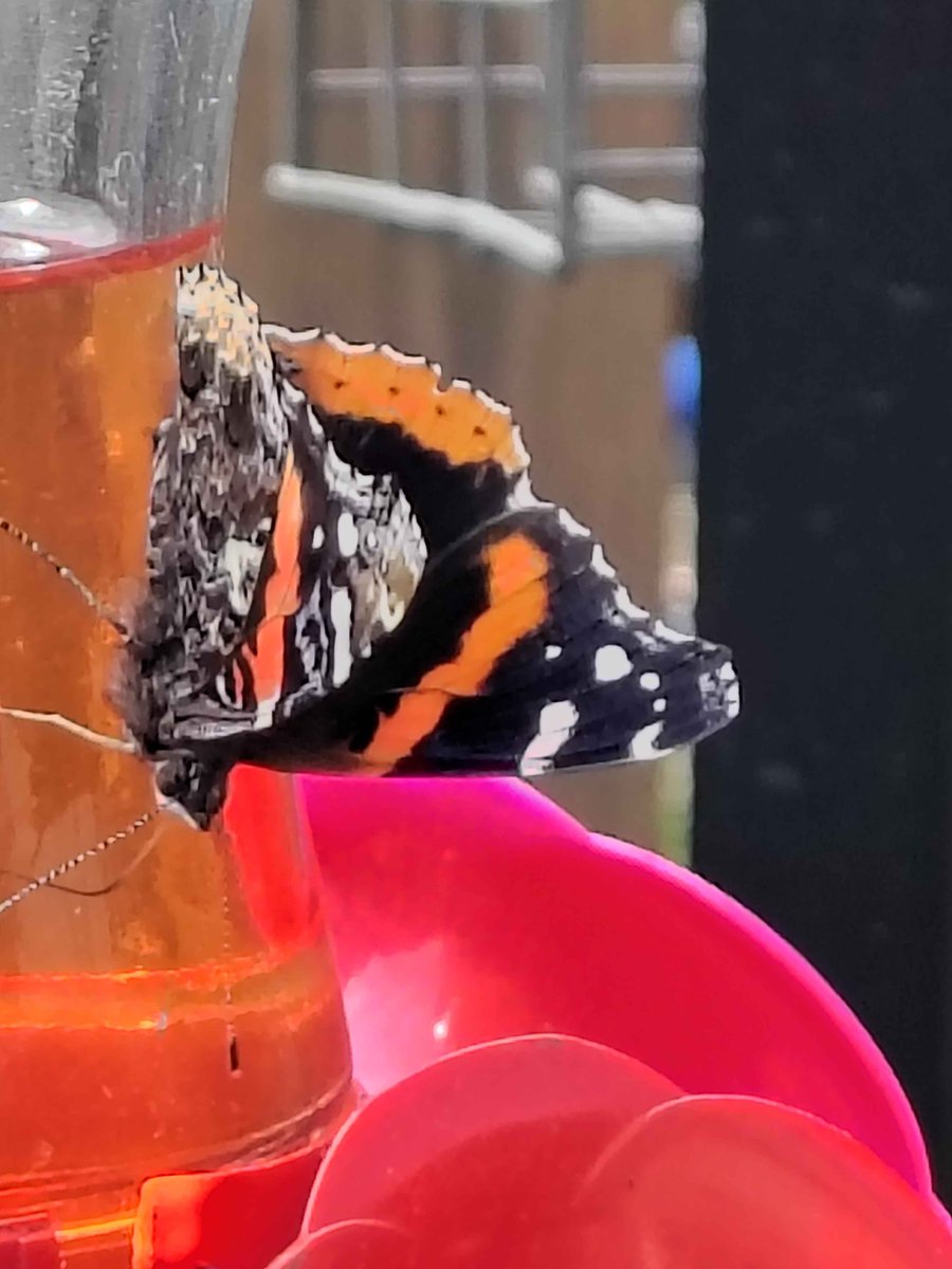 Hello beautiful people. I thought I share a picture of a visitor that stop by.