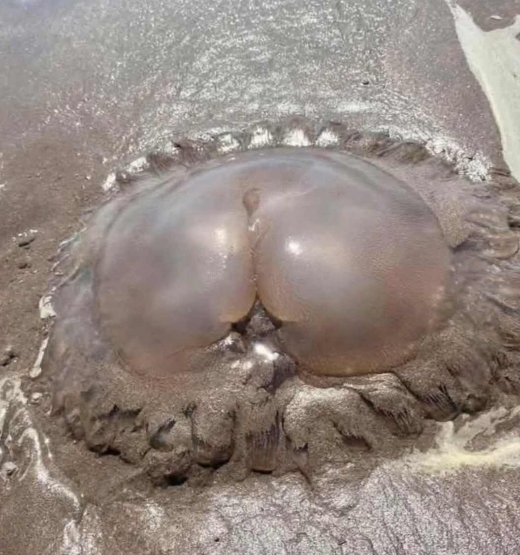 ☣️ GREEK HODL ☣️ tweet media