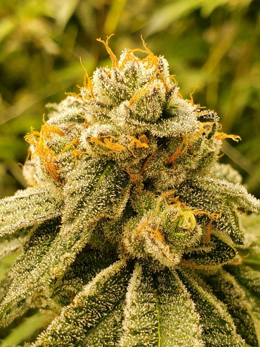 Nebula gardenz tweet media