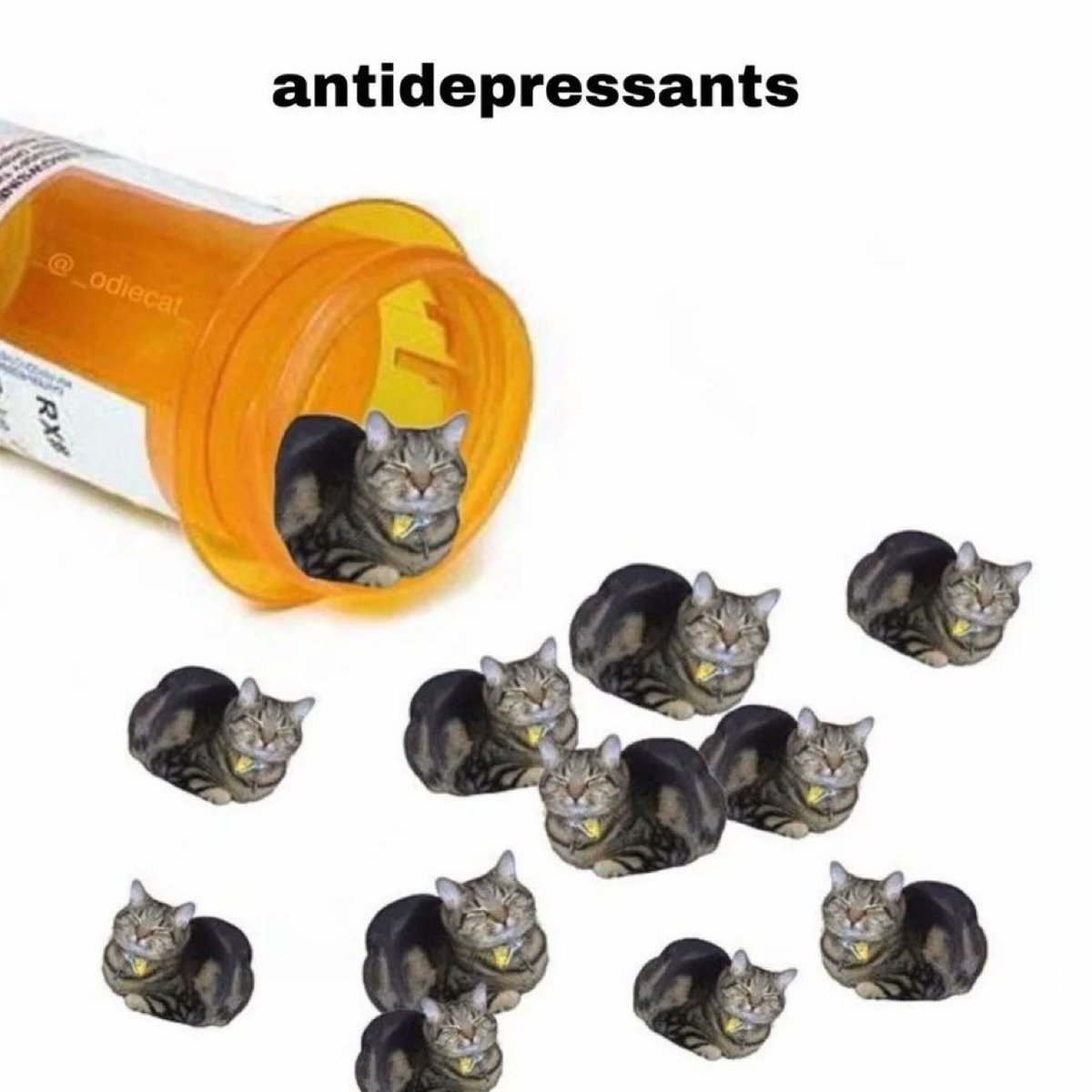 Cat Posted (@CatPosted) on X