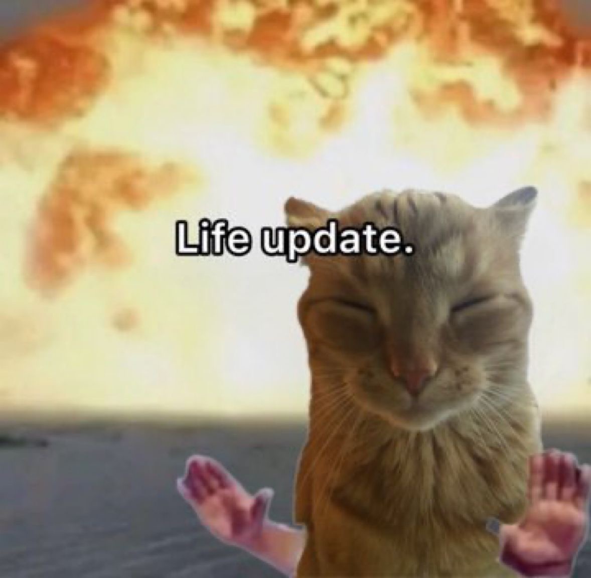 Cat Posted (@catposted) on Twitter photo 