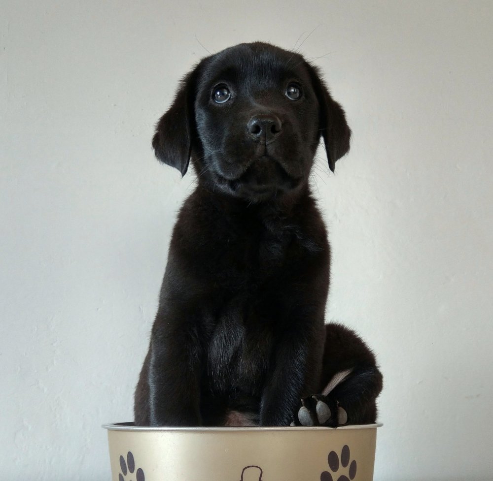 Fümpf! \o/

[Und zur Feier des Tages erst mal den Cane Corso von den Nachbarn zusammengepöbelt!]

Was war ich für ein süßes kleines Monster, sagt Mama!