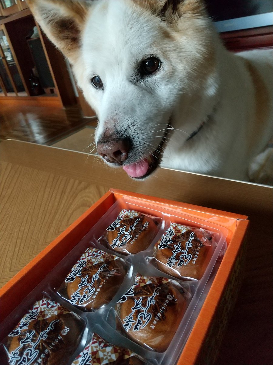 あちこち寄り道しながらお昼頃帰宅しました。
朝の乙女峠は雪も溶けて車がスイスイ走っていました。週末にテレビで見たスリップだらけの渋滞道と同じとは思えません。
ゆっくりして来たので明日からまた頑張ります。
2026/02/12
#秘密結社老犬倶楽部天国支部