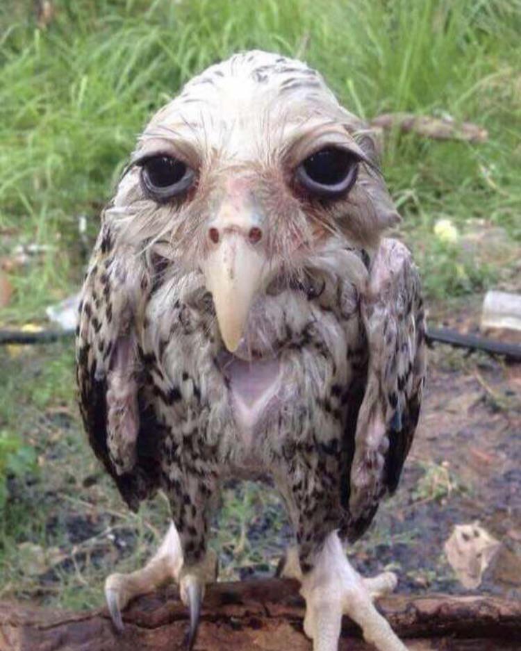 Ouni_Stuff's tweet photo. @DumbsYT Wet owl :D https://t.co/fNkcDgKcyw