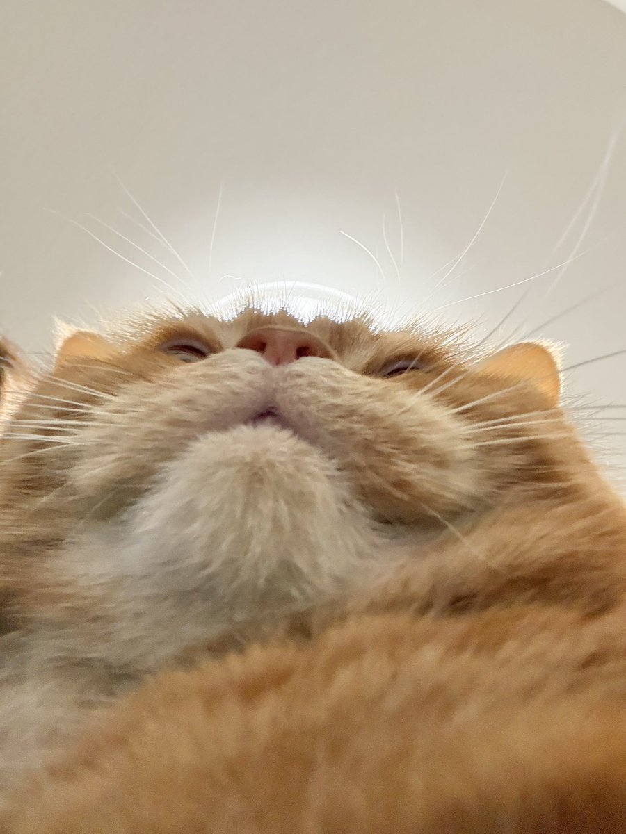 Post by にゃむ on X: ぶっさ🥰