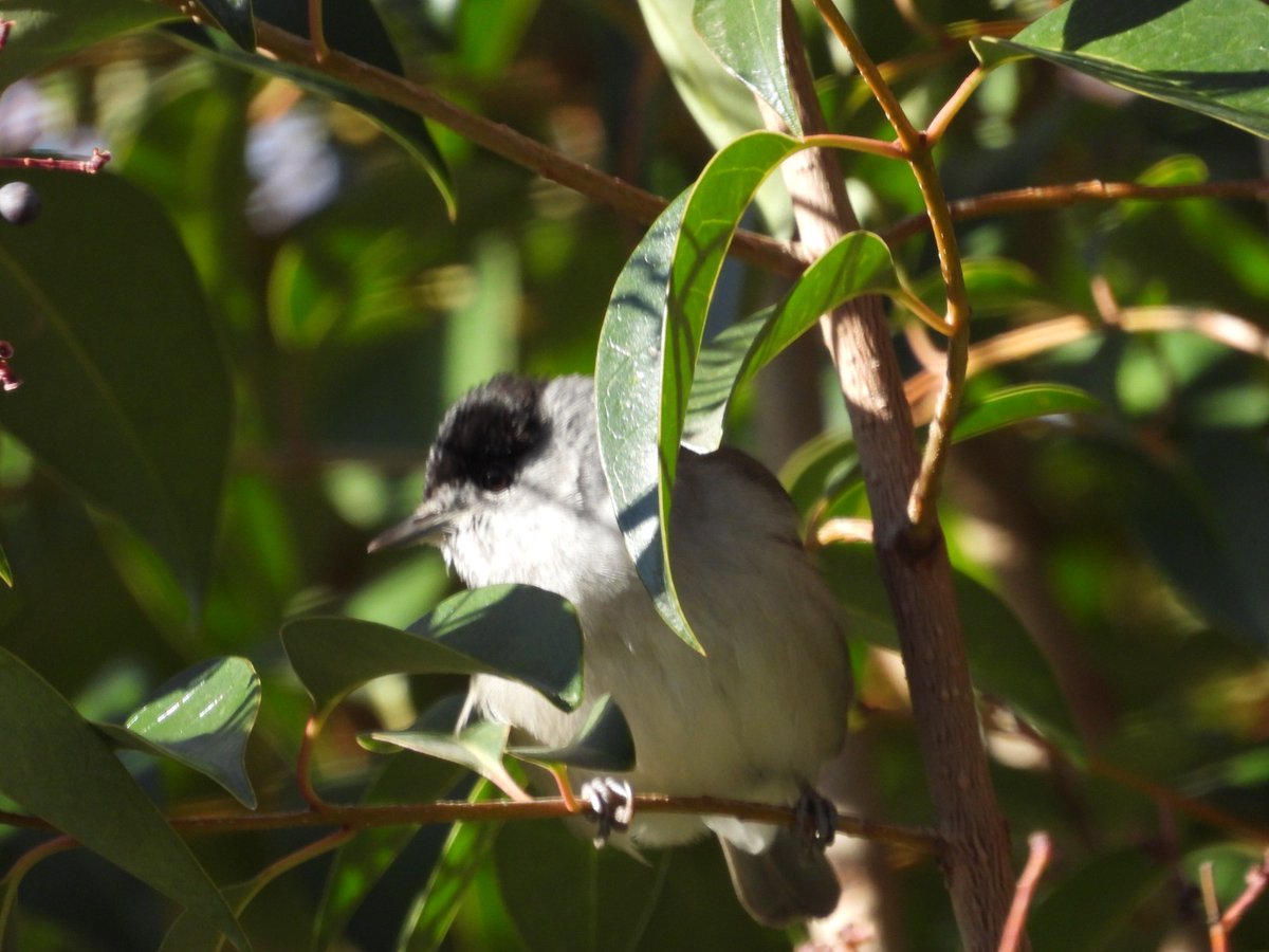 Jesús Colás tweet media