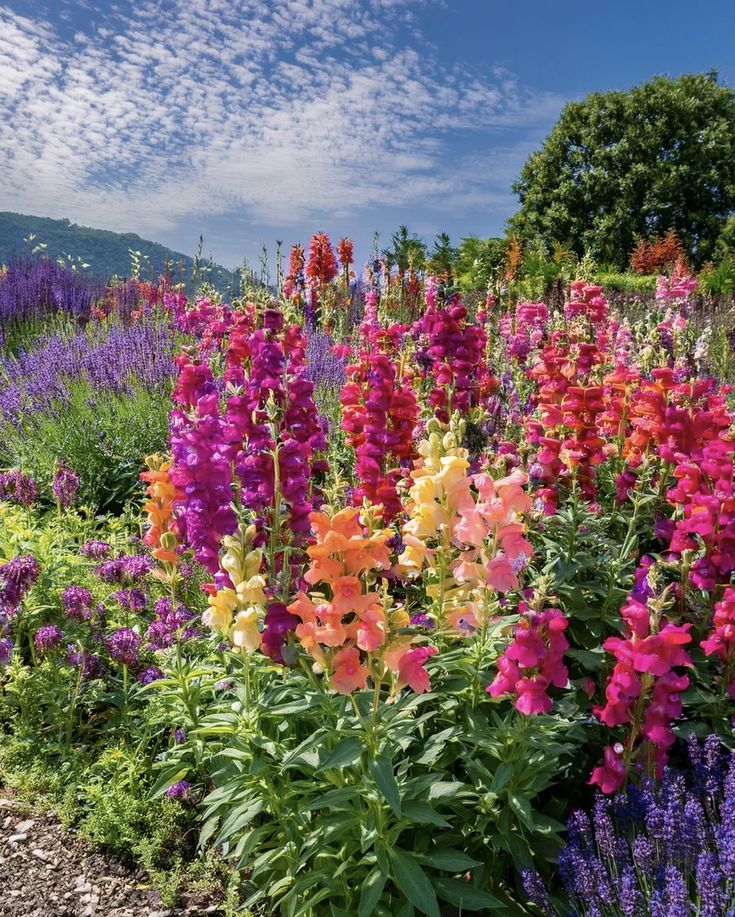 Allied international education system (@emmanature12) on Twitter photo 