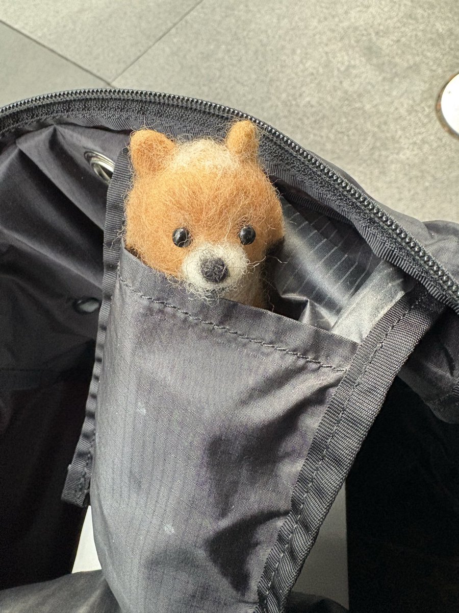 着いてるワンʕ•ᴥ•ʔ♪