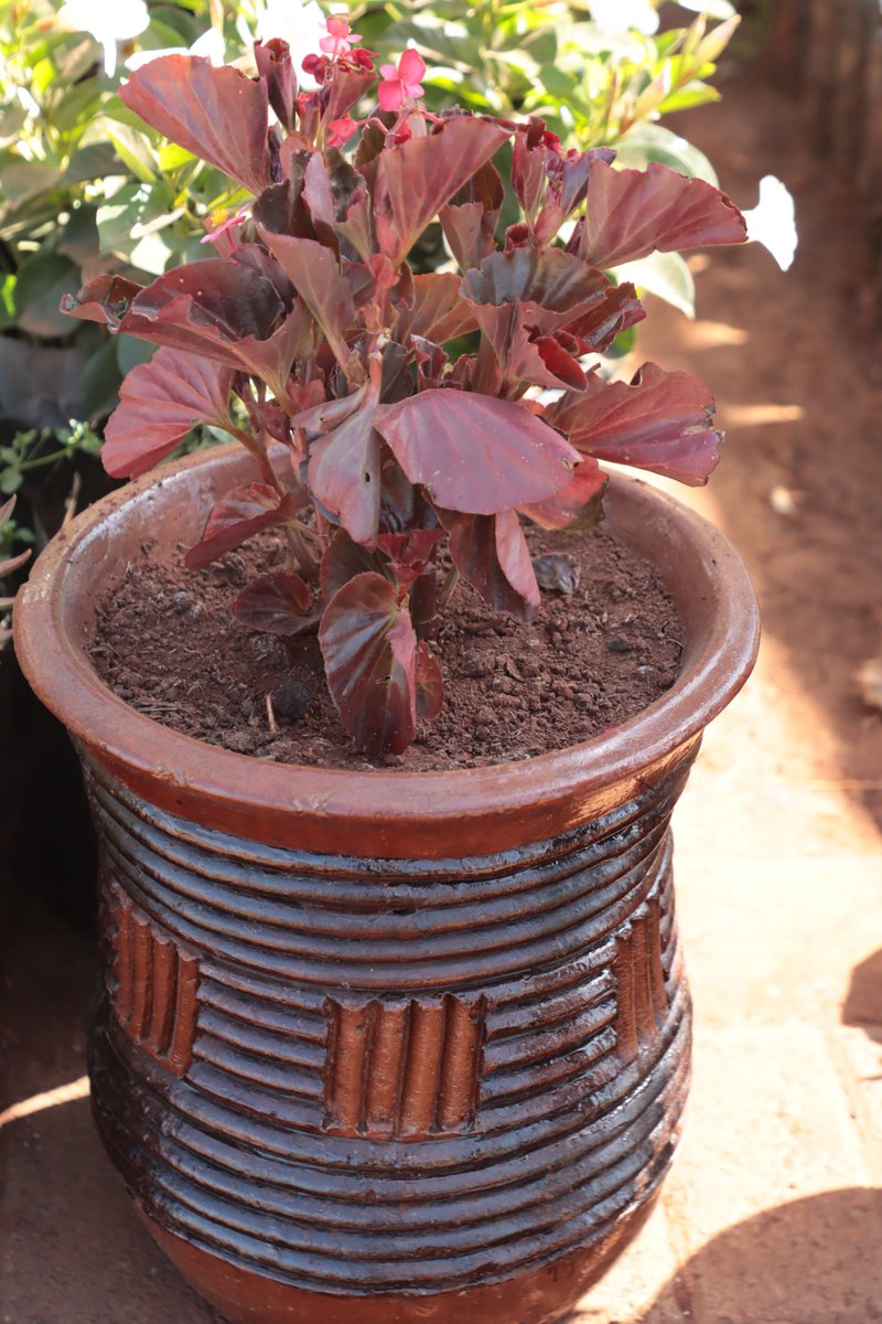 plantskenya's tweet image. Bold. Colorful. Striking. 🍁
Our Copper Leaf plant stands out with its rich, vibrant foliage, adding a dramatic splash of color to gardens, borders, and outdoor spaces.
 
📩 DM us or call 0708 178 500 to order.
 
#plantskenyamarketplace #copperleaf #colorfulplants #gardenplantske