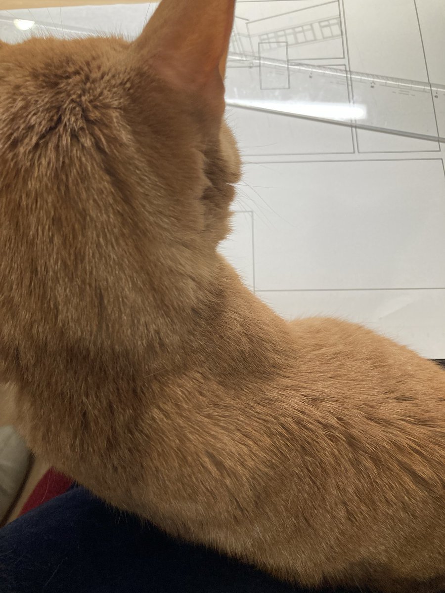 原稿中の猫ハラ🐈
