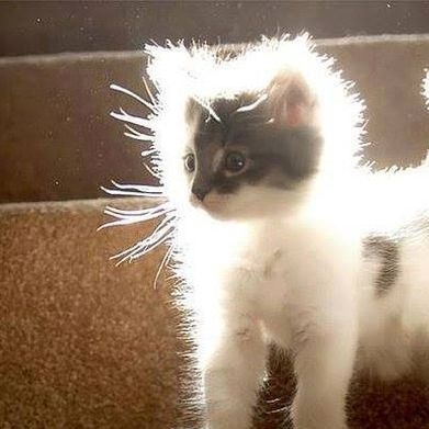 ｪ⁠・⁠^⁠=⁠)