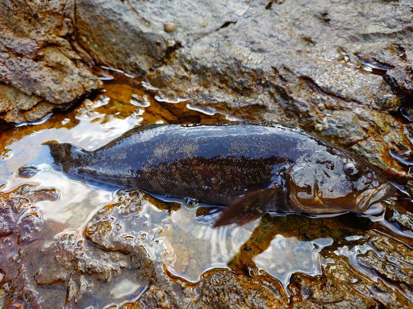 たこぽん🍃🌸🐟 tweet media