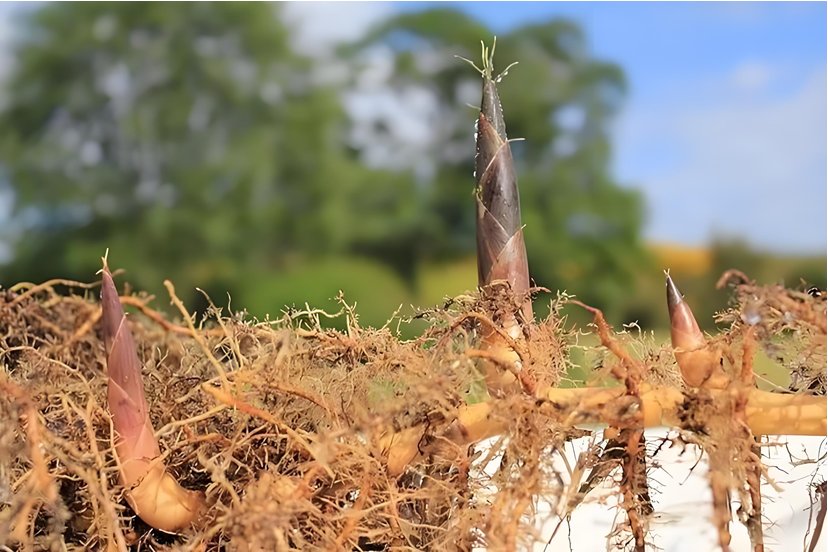 Go Belowground! tweet media