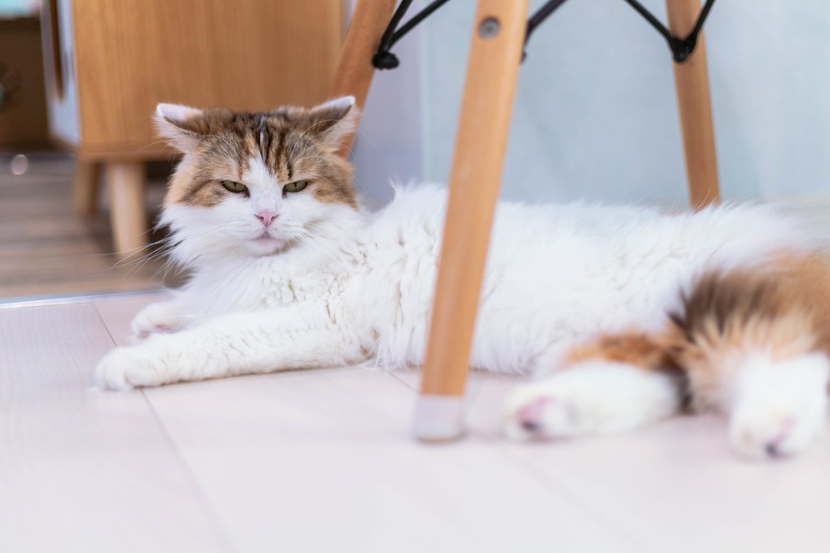 疲れ切ったOLみたいな顔のねこの写真でてきた