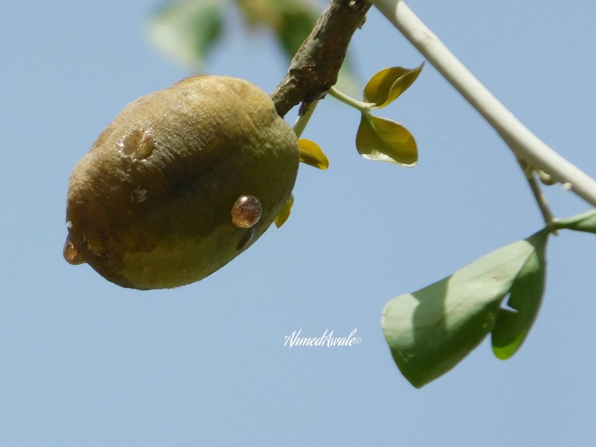 aiawaleh's tweet photo. The gum of Balanites aegyptiaca is chewable and has a slightly astringent taste. It is also used as an adhesive to waterproof traditional containers. In Somali, the tree is known as ‘Quud’, and its gum is called ‘Xanjoquud’, literally ‘the gum of Quud’.”
#Gums #Naturals #Trees https://t.co/n4M1kSApbR