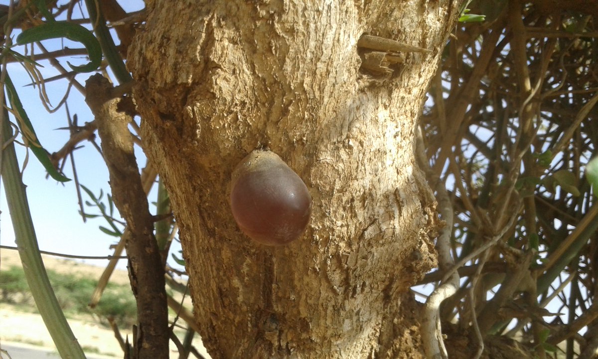 aiawaleh's tweet photo. The gum of Balanites aegyptiaca is chewable and has a slightly astringent taste. It is also used as an adhesive to waterproof traditional containers. In Somali, the tree is known as ‘Quud’, and its gum is called ‘Xanjoquud’, literally ‘the gum of Quud’.”
#Gums #Naturals #Trees https://t.co/n4M1kSApbR