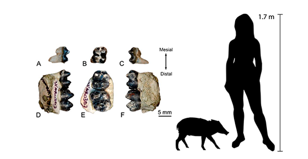 CRCpaleos tweet media