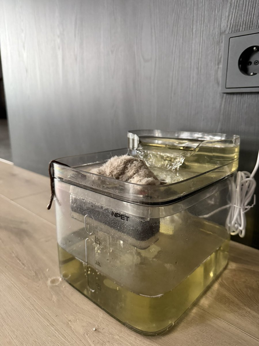 Коти втопили у фонтані мишу з кішачою мʼятою і зробили собі мохіто )