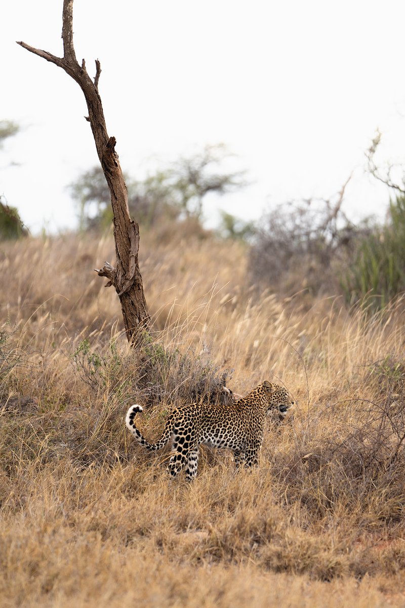 Loisaba Conservancy tweet media