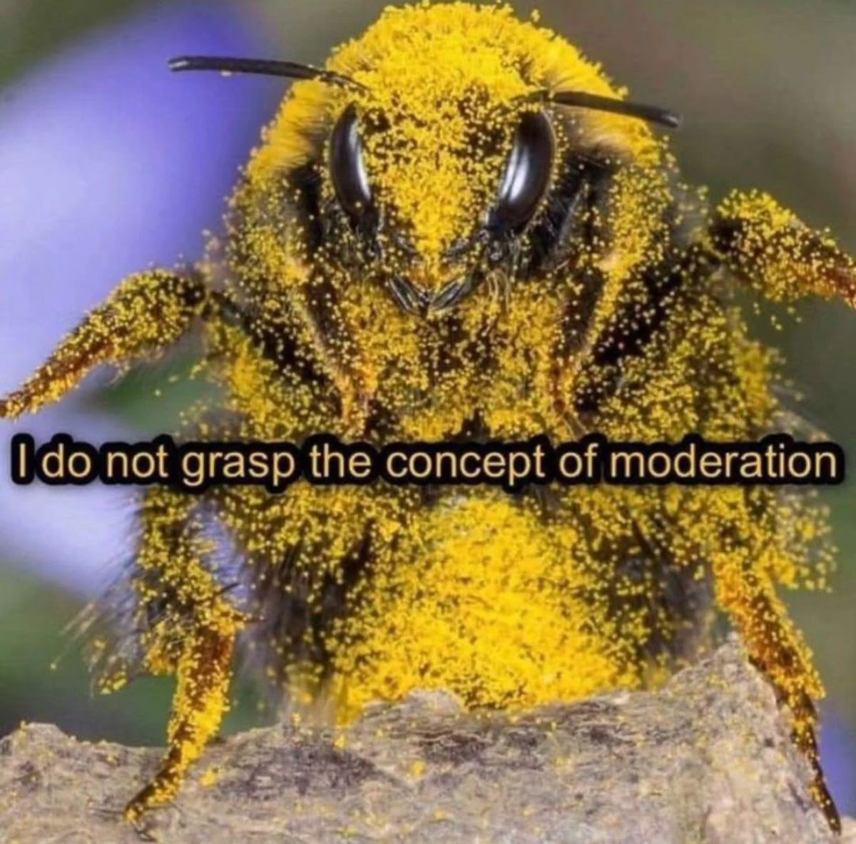 12,000 angry bees (@wwaltuhh) on Twitter photo 