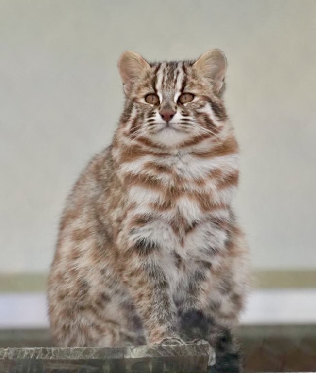 tama080707's tweet photo. あざもちゃん😻
2024/12/12📷
#東山動植物園   
#京都市動物園
#ツシマヤマネコ 
#あざも　
#tsushimaleopardcat #higashiyamazooandbotanicalgardens   
#Azamo https://t.co/uAGBkeimpG