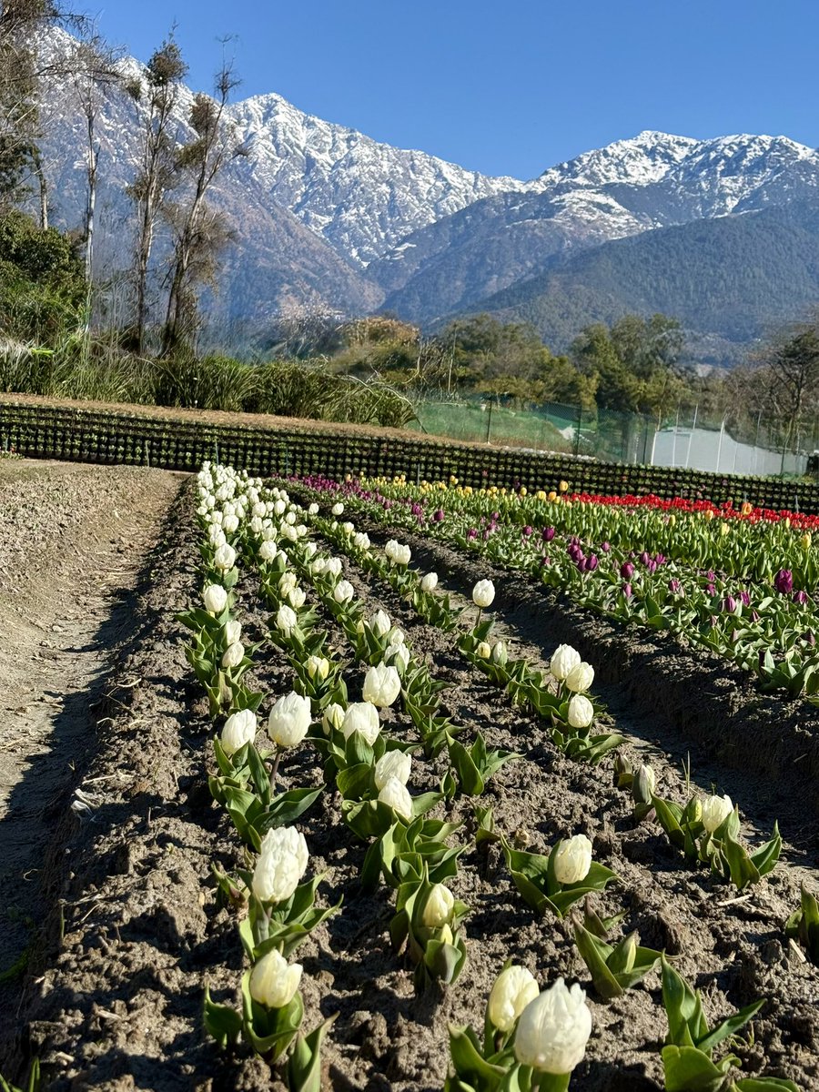 RRustogi's tweet photo. Tulip dreams in full bloom at CSIR-Institute of Himalayan Bioresource Technology — where science meets beauty. 🌷

This vibrant display is more than a celebration of color; it reflects years of dedicated research, innovation, and sustainable horticultural advancement. https://t.co/Shl1U3SOt5