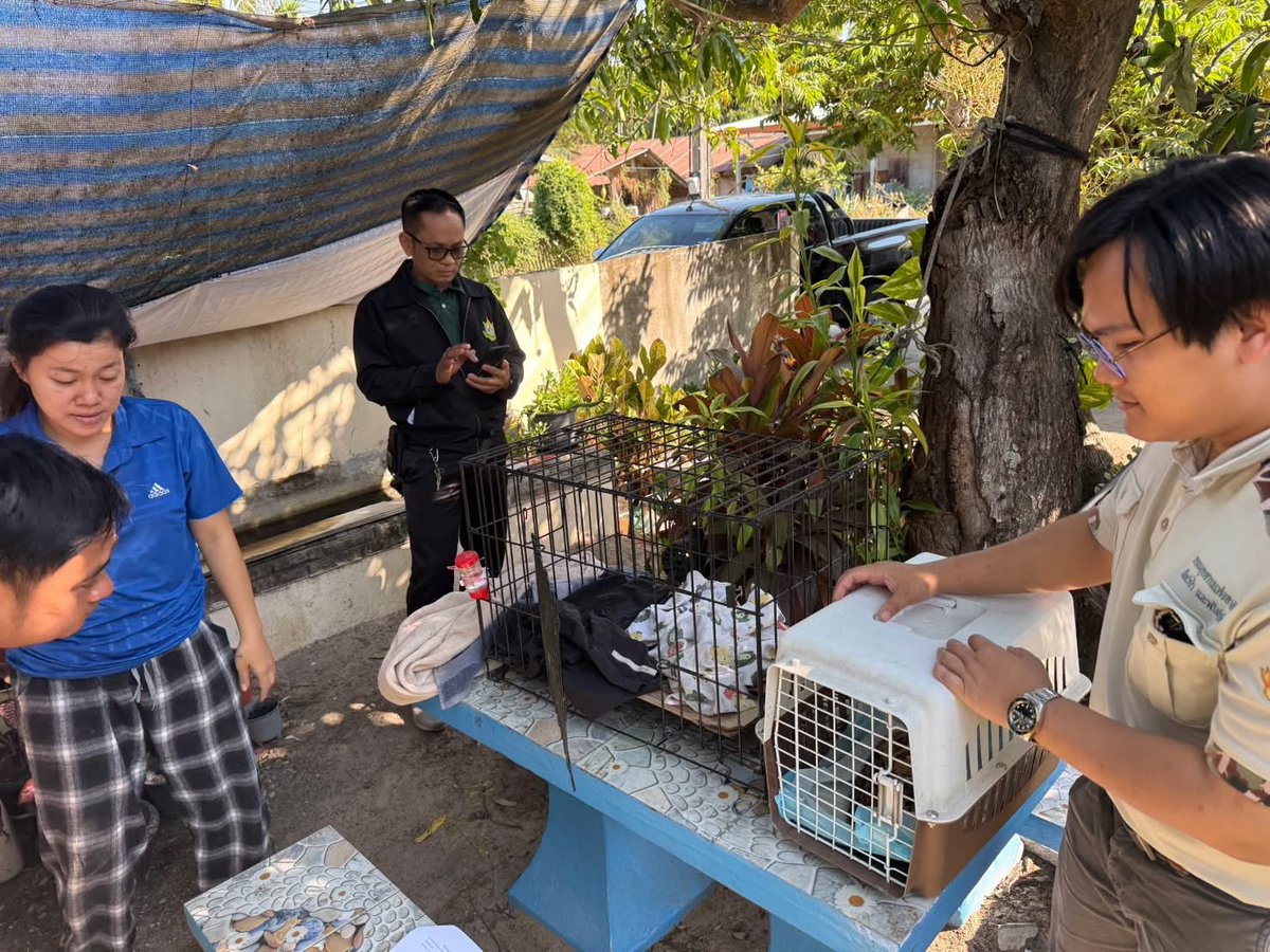 พบลูกแมวดาวพลัดหลง! 🐱⭐ เจ้าหน้าที่ สบอ.9 (อุบลราชธานี) เข้าช่วยเหลือลูกแมวดาว 1 ตัว หลังรับแจ้งจากสายด่วน 1362 ในพื้นที่ จ.ยโสธร โดยนำไปอนุบาลให้แข็งแรงก่อนส่งกลับคืนสู่ป่า
​พบสัตว์ป่าพลัดหลง/บาดเจ็บ โทร 📞 1362 ตลอด 24 ชม.
​#สายด่วนพิทักษ์ป่า1362 #แมวดาว #ยโสธร