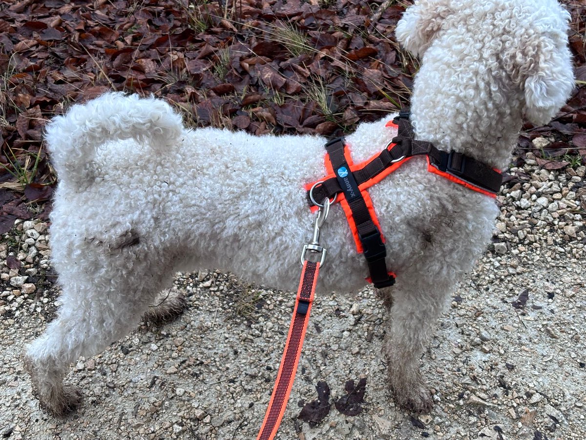 Hund zu verschenken! 🫩 
(denkt euch den Geruch)