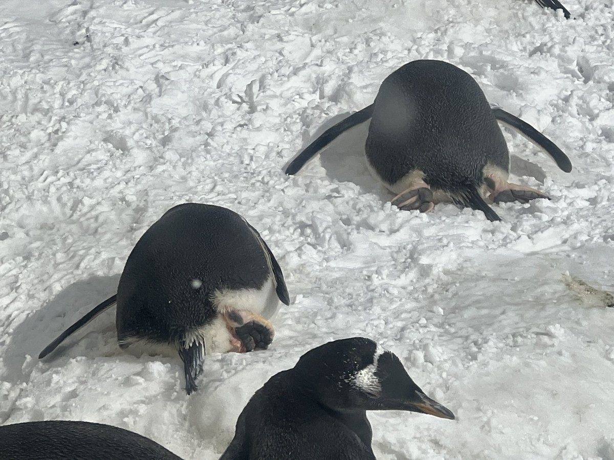 片脚を投げ出すタイプと、両脚を投げ出すタイプ🐧

#ジェンツーペンギン
#gentoopenguin
#おたる水族館
