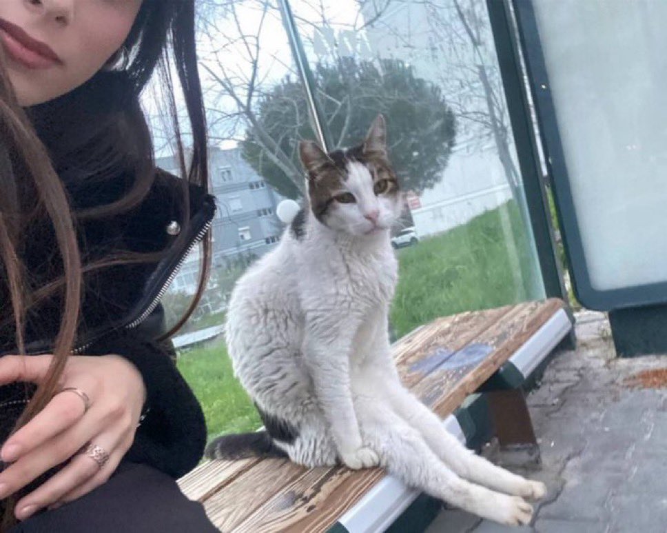 Otobüs durağında bekleyen bir genç, yanına gelen kedinin oturuşunu paylaştı.