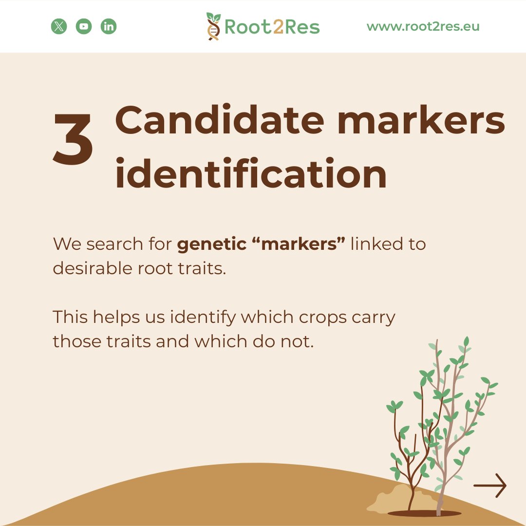 Root2Res tweet media