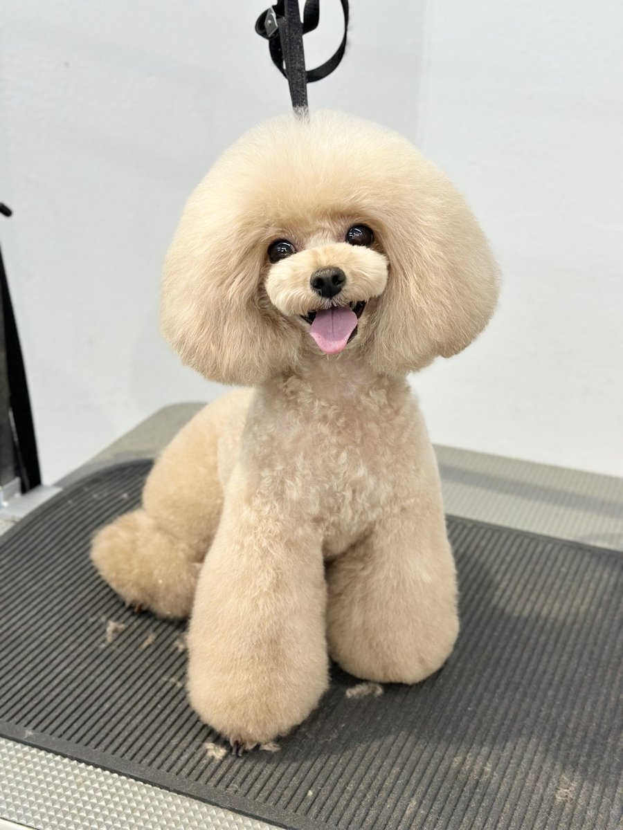 da capo POWDERDOGSTYLEtrim (@powderdogtrim) / Posts / X
