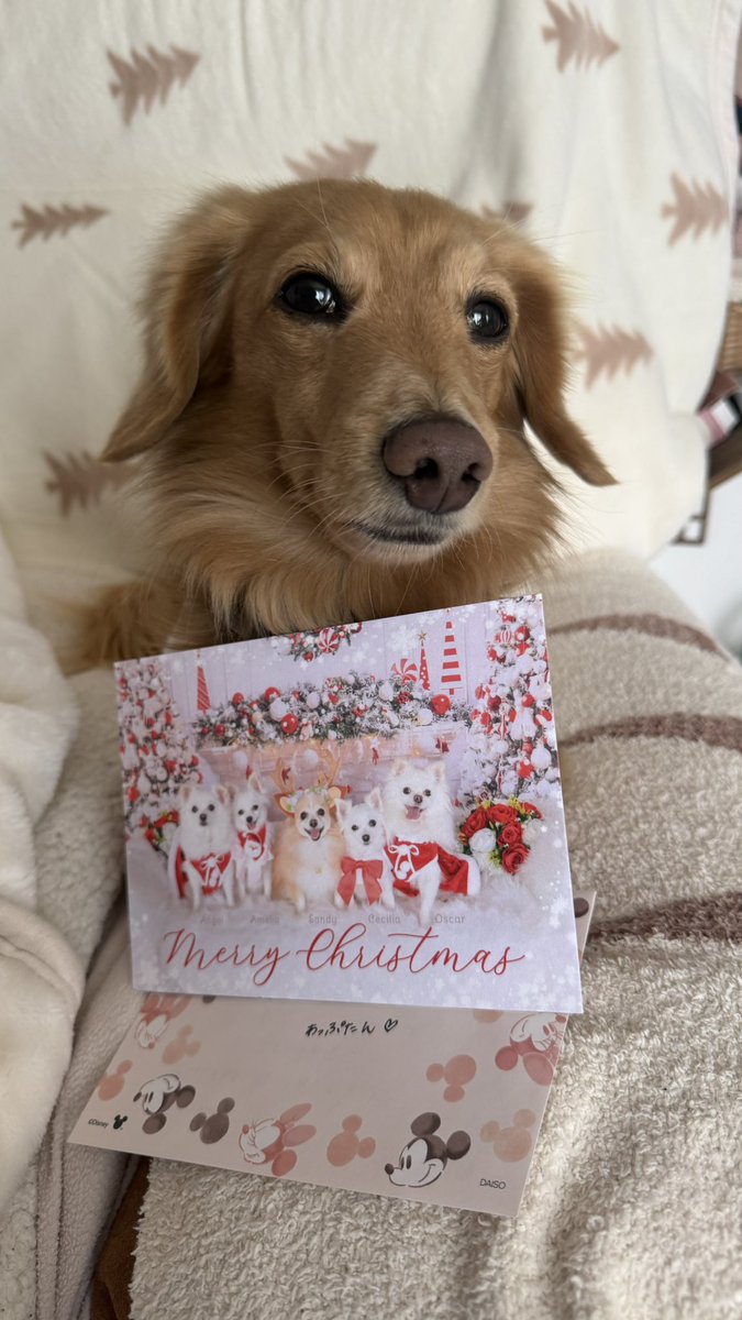 𝗣𝗼𝗺𝗲𝗹𝗶𝗮 ꒰՞• ·̫ •՞꒱ (@pomelia3) / Posts / X