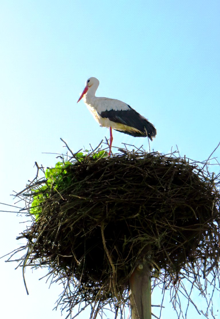 Bom dia! Há algo de profundamente calmo em ver a natureza a seguir o seu curso, um galho de cada vez. É assim que se constrói um lar suspenso no céu, a natureza a mostrar, mais uma vez, a sua arte. Boa 5°f
#ruifototerapia
#NoCoraçãodaBairrada