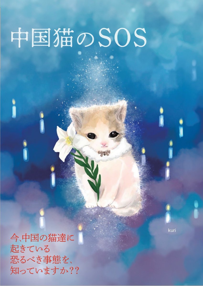 いつもありがとうございます🙏！！！
#中国猫を諦めない
#中国猫のSOS