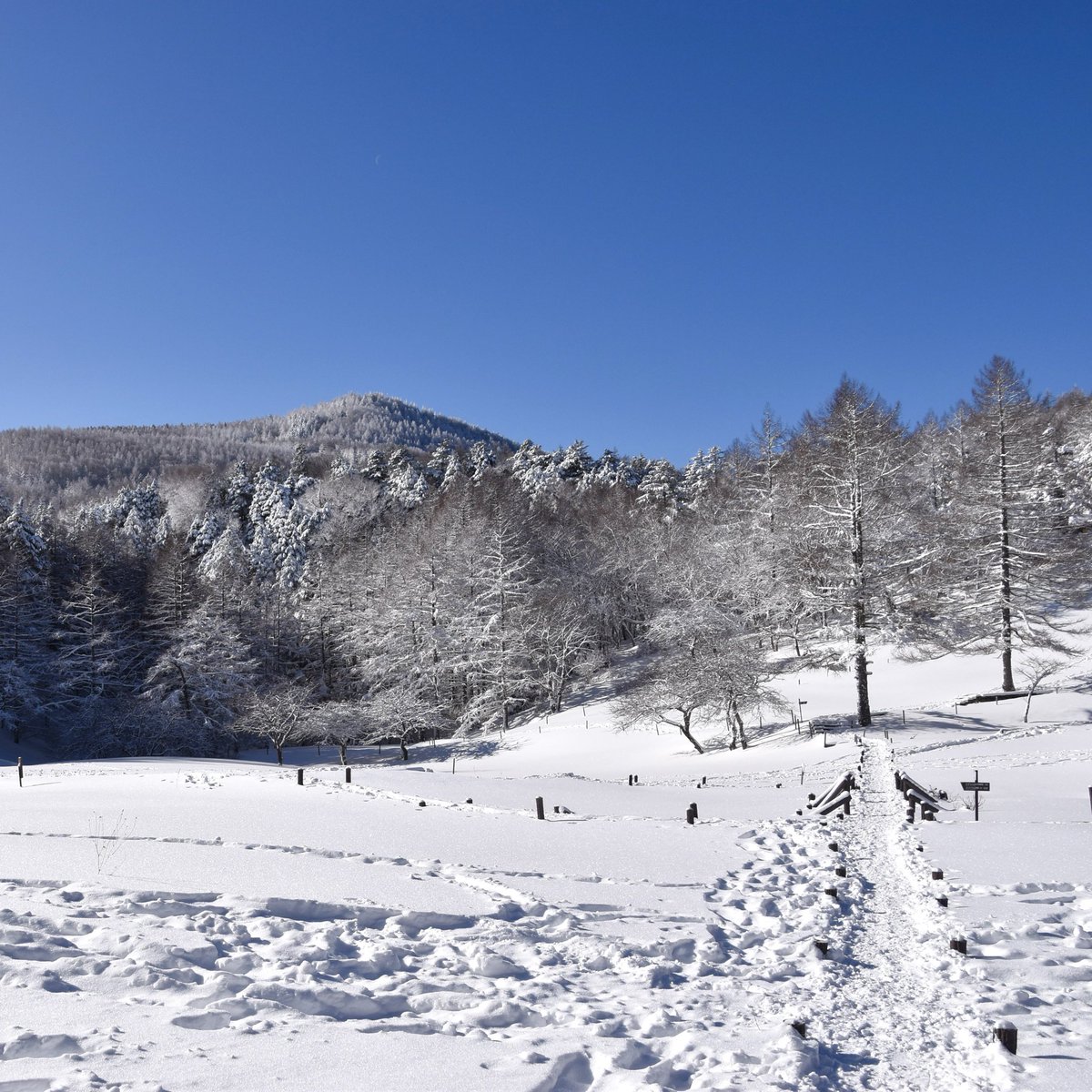 この先もしばらく晴天の予報☀︎
ゲレンデコンディションも絶好調です！
上質な雪と絶景を同時に味わえる最高のバーンが皆さまを待っています☺︎

また、昨日の降雪により入笠山は新雪に包まれました❄︎
冬の入笠山でしか出会えない幻想的な雪景色の中でのトレッキングは、今がベストシーズンです！